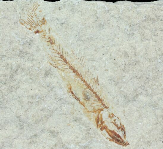 Bargain, Cretaceous Fossil Fish - Lebanon #70012